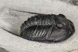 Cornuproetus Trilobite Fossil - Ofaten, Morocco #154808-3